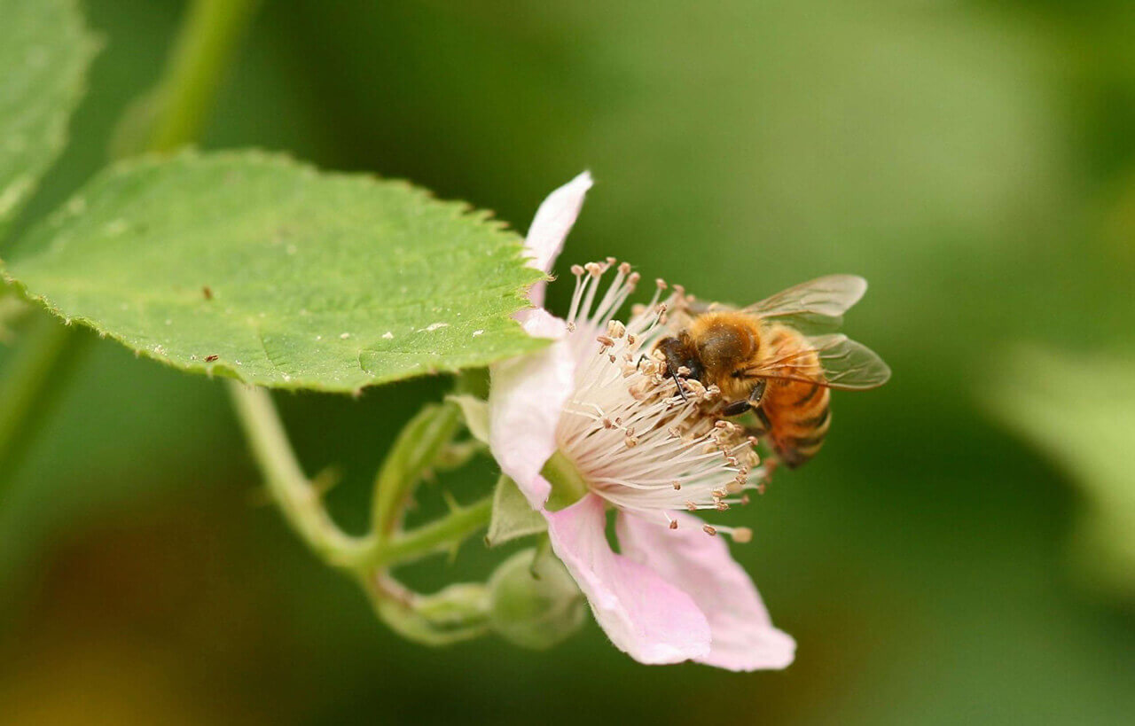 Comment reconnaitre les ruches d'abeilles sauvages